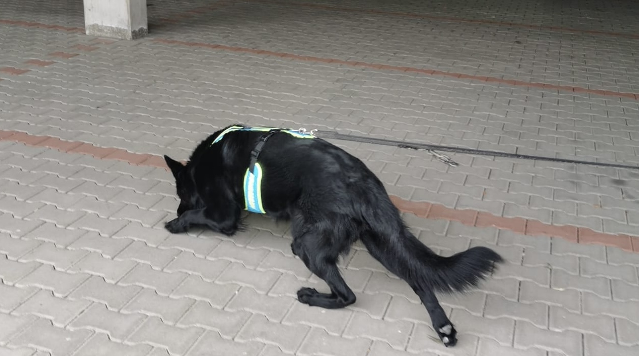Jeder Hund kann trailen